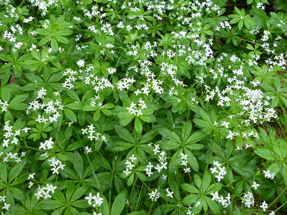 Sweet Woodruff (Sweet-Scented Bedstraw) - SeedsNow.com